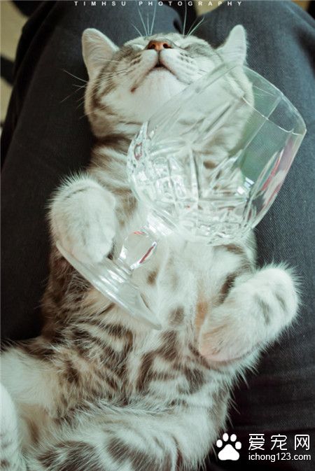 酒杯！你把我灌醉！~~