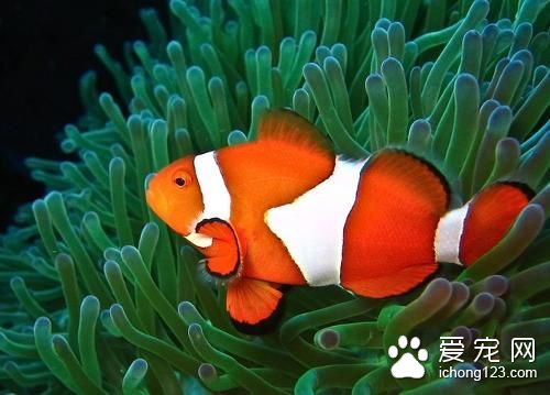 热带鱼怎么养 怎么移捞和投放热带鱼