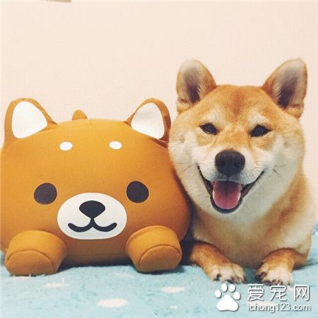 蠢萌蠢萌的小柴犬！