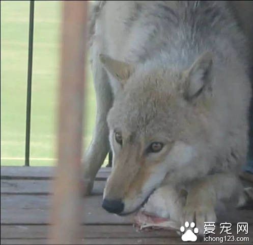 男子养7年爱狗竟是蒙古草原狼 分别时泪眼婆娑