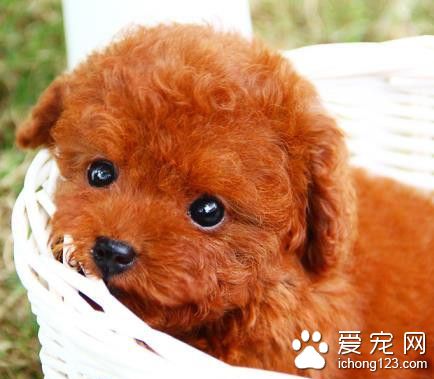 小狗被存烤肉店“越狱“被撞伤 让店家负全责