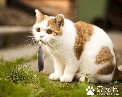 新生孤儿猫 孤儿猫照顾需要注意的主要事项