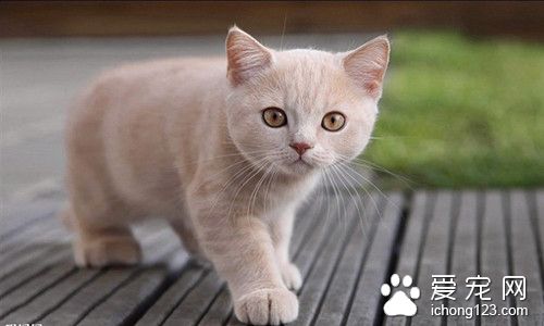 猫认生怎么办 猫认生需要注意的主要事项