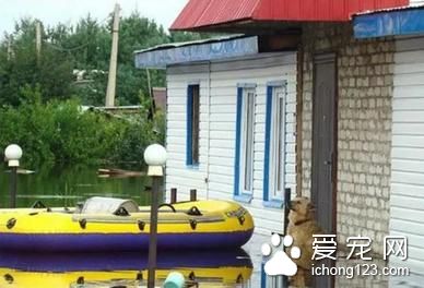 冒着被洪水冲走的危险 这只忠犬彻夜守在家门口