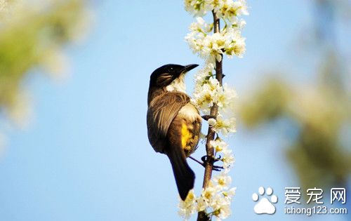 鸟怎么飞 鸟儿飞行有哪些方式需要注意事项