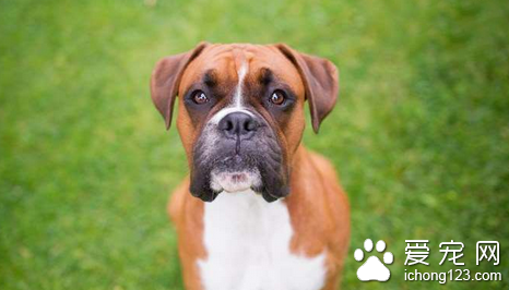 狗狗身上有跳蚤怎么办 注意搞好犬体卫生