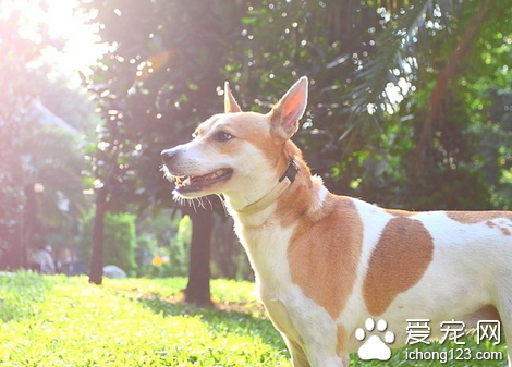 犬旋毛虫病 是一种重要的人兽共患寄生虫病