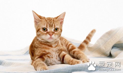 幼猫怎么喂 猫喂食的误区需要注意的事项