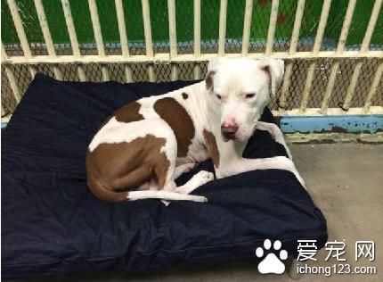 一只被法官判了终身监禁的狗狗 它的故事令人心酸