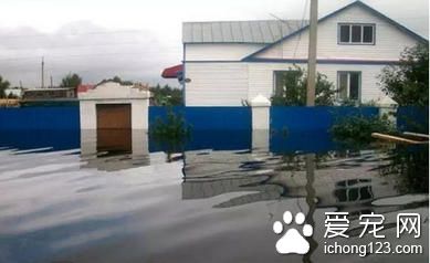 冒着被洪水冲走的危险 这只忠犬彻夜守在家门口