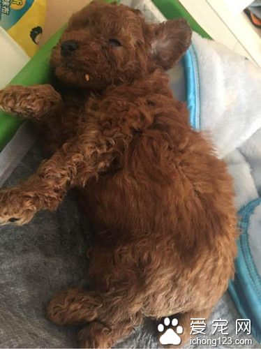 刚满36天的小泰迪躺在窝里呻吟不能动