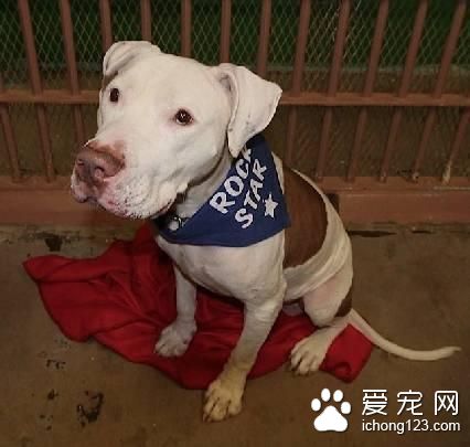 一只被法官判了终身监禁的狗狗 它的故事令人心酸