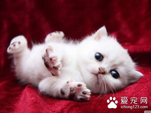 猫夜间活动 教育猫猫要养成良好习惯注意事项