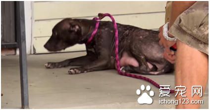 母狗在门前很长一段时间在等候着什么 原来是这事