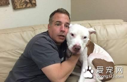 一只被法官判了终身监禁的狗狗 它的故事令人心酸