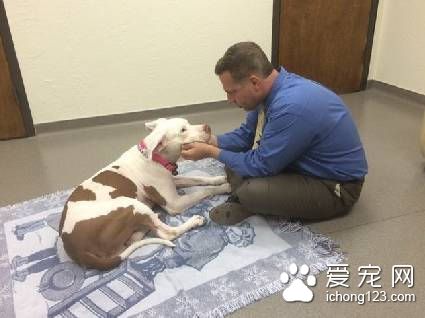 一只被法官判了终身监禁的狗狗 它的故事令人心酸