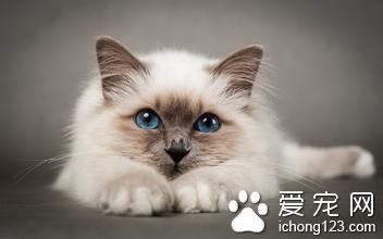 猫能吃海鲜吗 哪些海鲜不能喂猫需要注意事项