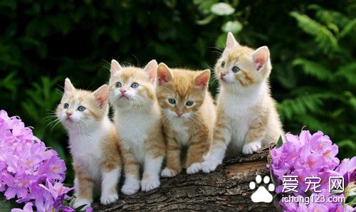 猫春天掉毛 猫的春季饲养管理需要注意事项