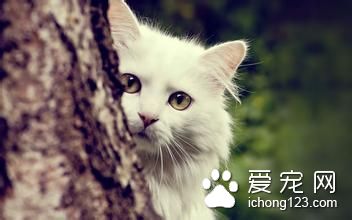 猫怎么照顾 搬家的猫咪需要怎么照顾