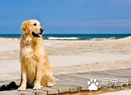 狗狗胃内异物应该如何治疗 补充微量元素