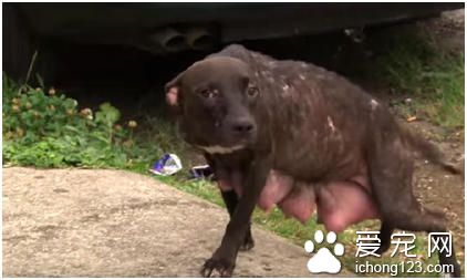 母狗在门前很长一段时间在等候着什么 原来是这事