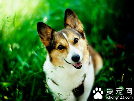 狗狗得了咽炎怎么办 消除炎症加强护理