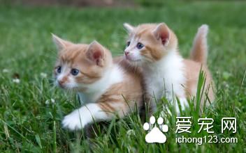 猫怎么喂食 成年猫喂养需要注意的主要事项