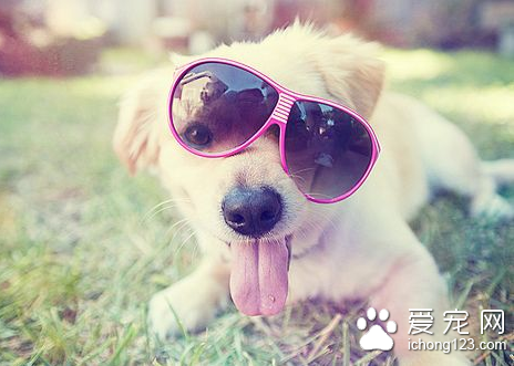 犬心丝虫病怎么治疗 应用硫胂酰胺钠驱虫