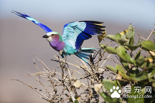 鸟为什么会飞 有些鸟不会需要注意的事项