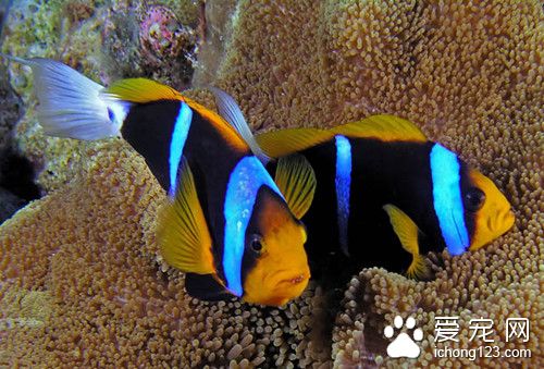 孔雀鱼寿命 孔雀鱼变死鱼需要注意的事项