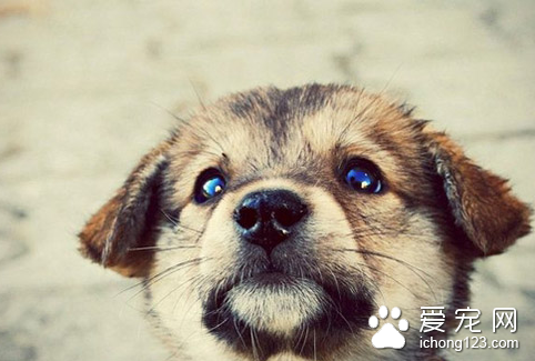 狗的弓形虫病是怎样产生的 不要喂食生肉