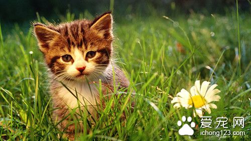 猫怎么训练 训练猫需要注意的主要事项