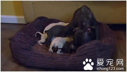 母狗在门前很长一段时间在等候着什么 原来是这事