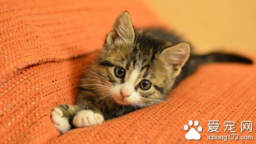 养猫需要注意什么 养猫安全需要注意事项