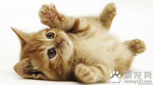 猫冬天会冷吗 猫冬天饲养管理需要注意的事项