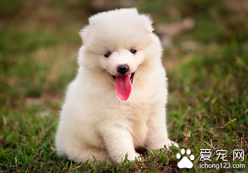 深部真菌病 狗患深部真菌病的治疗方法