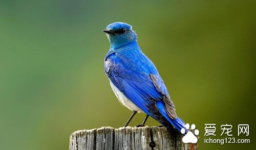 家庭笼养鸟 杂虫的饲养方法需要注意事项