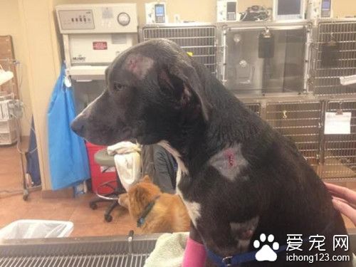 这只狗身上都是枪伤 知道原因后医生都感动得快哭了