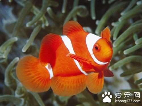 珊瑚礁鱼类 珊瑚礁鱼养好需要注意的主要事项