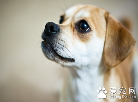 犬黑热病 犬黑热病的症状及防治方法