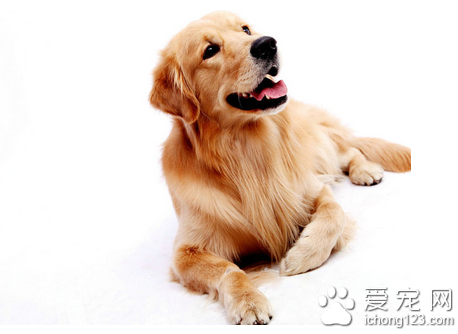 狗狗口炎有什么症状 病犬拒食粗硬饲料