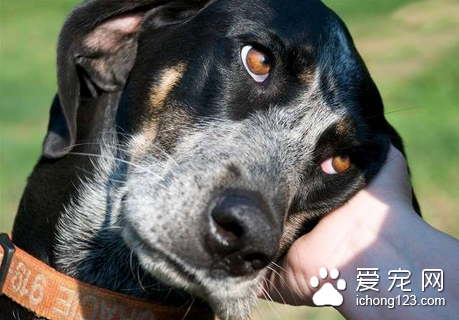 狗狗出现食管梗塞怎么办 饲喂定时定量