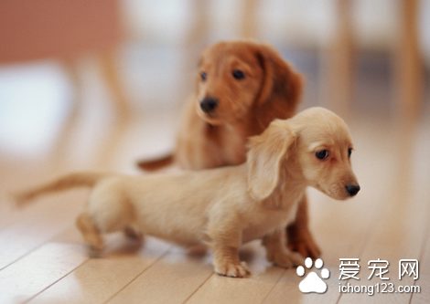 犬蠕形螨病 详解狗狗得了蠕形螨怎么办