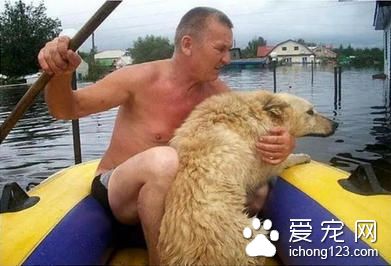 冒着被洪水冲走的危险 这只忠犬彻夜守在家门口