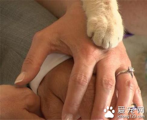 顶级“猫奴”的婚礼 1100只猫见证了他们的爱情誓言