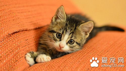 猫怀胎几个月 猫怀孕的时候有哪些表现