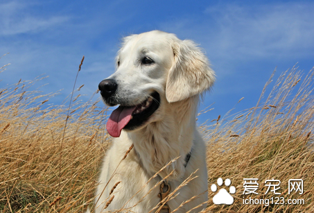 狗狗得了湿疹怎么办 积极进行药物治疗