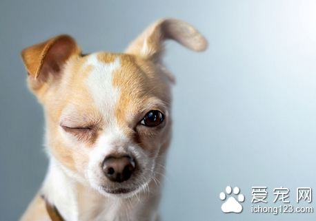 如何治疗狗狗肠胃炎 找对病因对症治疗