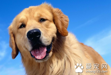 狗狗得了风湿病怎么办 药物治疗加强护理