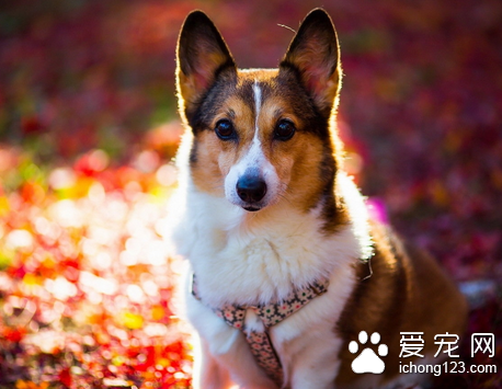 狗狗的外耳炎有什么症状 是外耳道的炎症